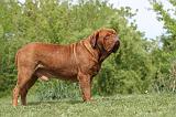 DOGUE DE BORDEAUX 104